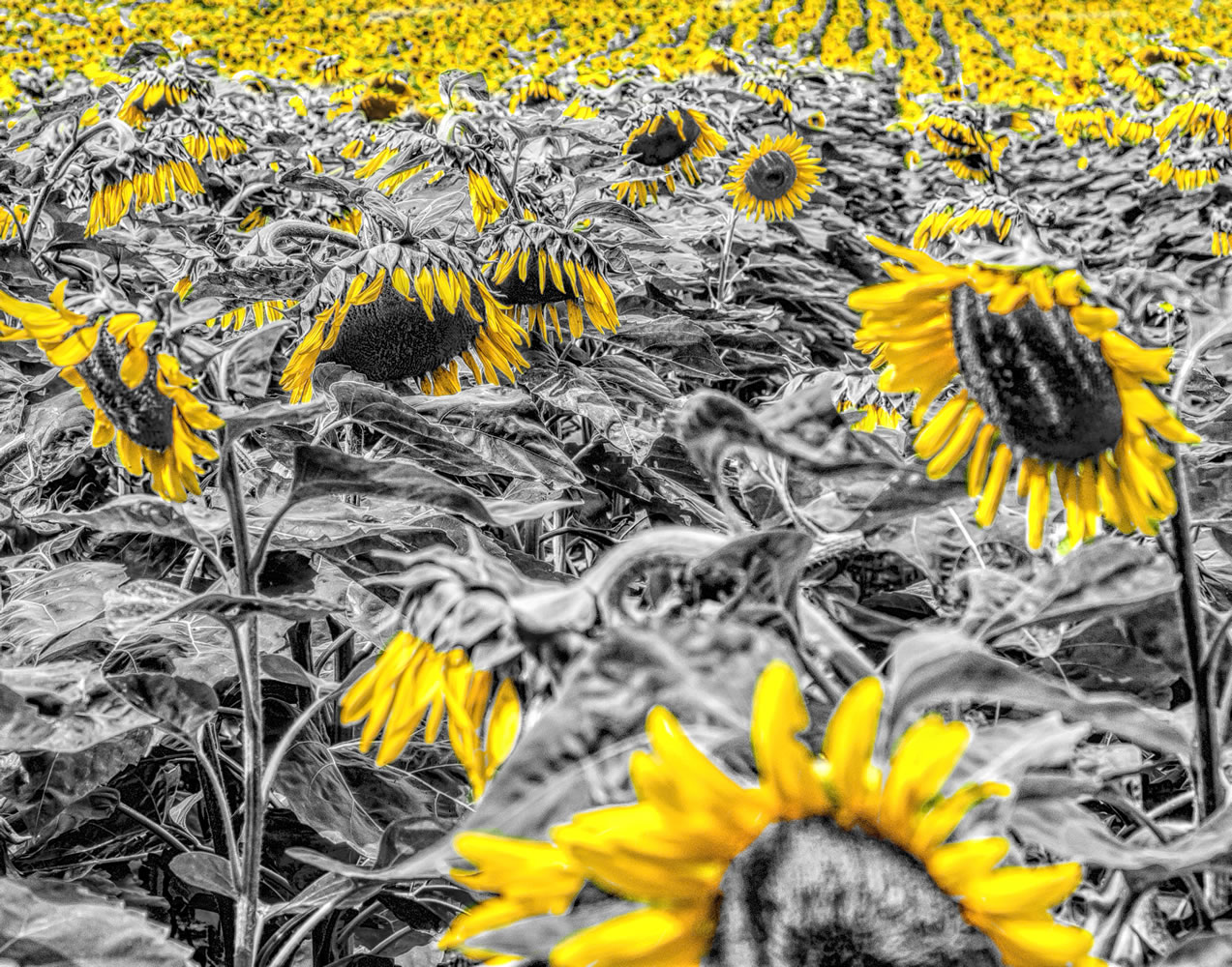 Sunflower_b onlyfans